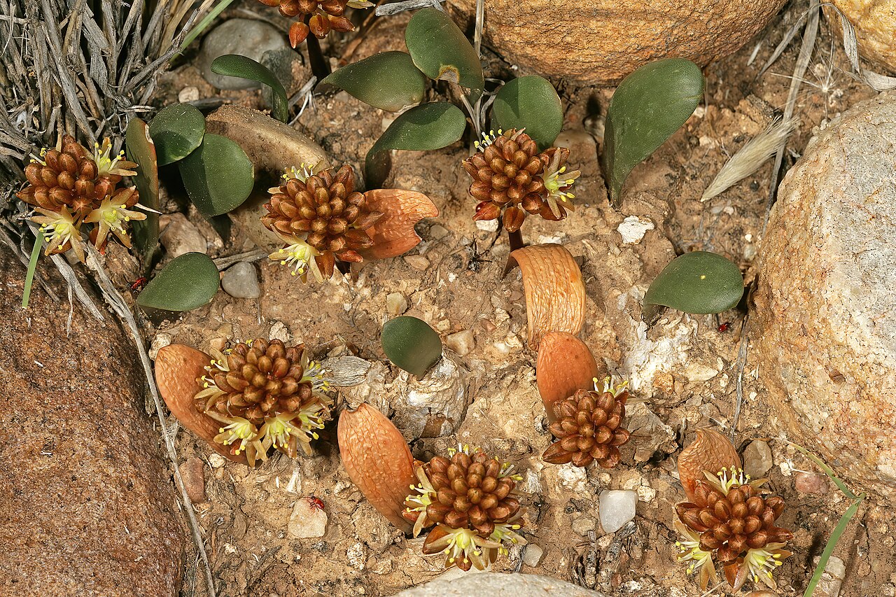 Austronea densiflora: Drimia densiflora (= Austronea densiflora ), plants in flower; succulent Karoo vegetation, Grootkom Natural Heritage Site, Oudtshoorn, Little Karoo, Western Cap