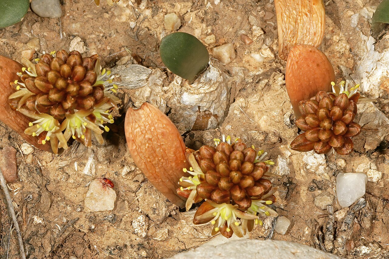 Austronea densiflora: Drimia densiflora (= Austronea densiflora ), plants in flower; succulent Karoo vegetation, Grootkom Natural Heritage Site, Oudtshoorn, Little Karoo, Western Cap
