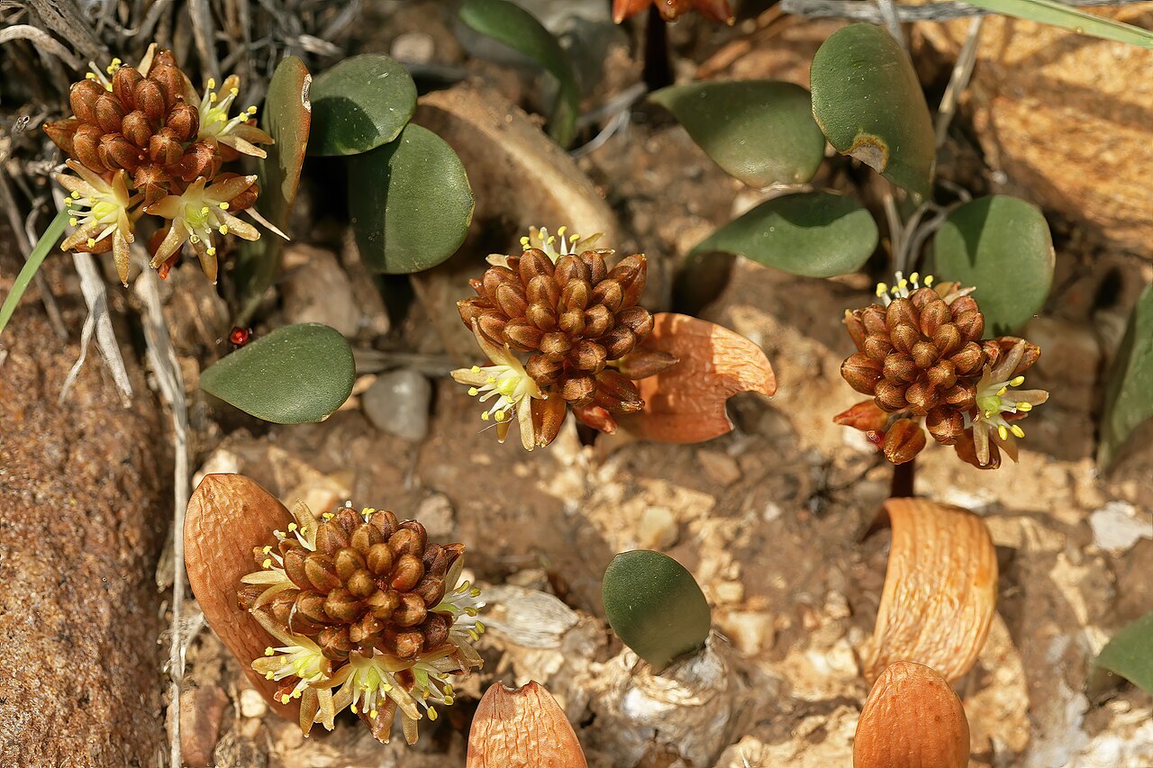 Austronea densiflora: Drimia densiflora (= Austronea densiflora ), plants in flower; succulent Karoo vegetation, Grootkom Natural Heritage Site, Oudtshoorn, Little Karoo, Western Cap