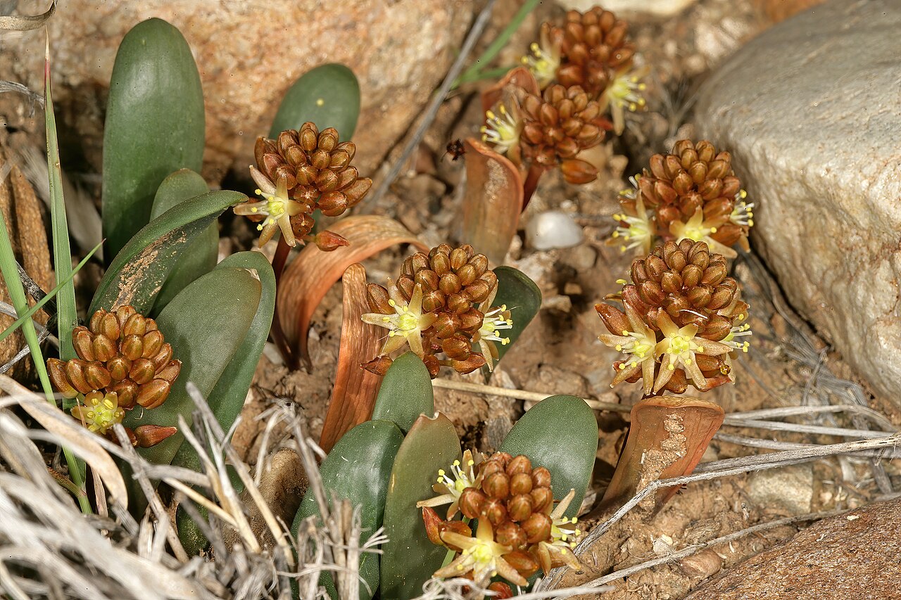 Austronea densiflora: Drimia densiflora (= Austronea densiflora ), plants in flower; succulent Karoo vegetation, Grootkom Natural Heritage Site, Oudtshoorn, Little Karoo, Western Cap