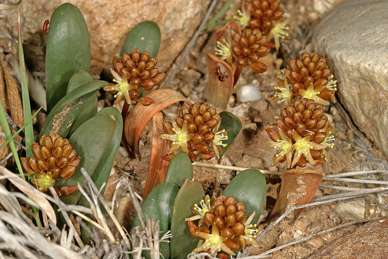 Austronea densiflora: Drimia densiflora (= Austronea densiflora ), plants in flower; succulent Karoo vegetation, Grootkom Natural Heritage Site, Oudtshoorn, Little Karoo, Western Cap