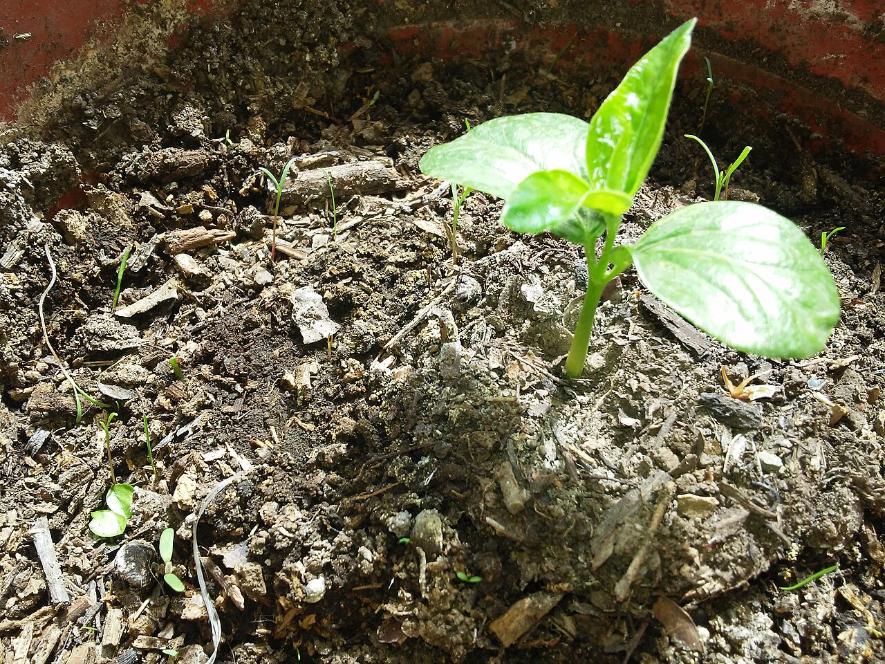Avellanita bustillosii: Avellanita bustillosii 5 meses luego de emergencia