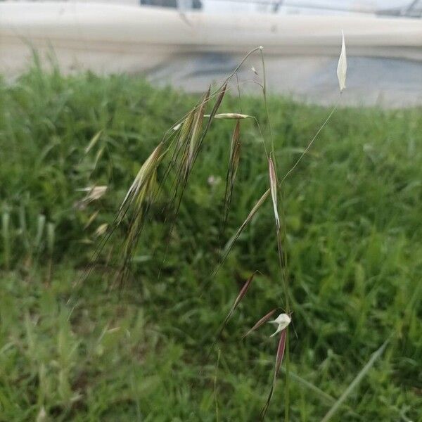 Slender oat (Avena barbata)