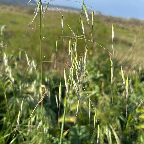 Slender oat (Avena barbata)