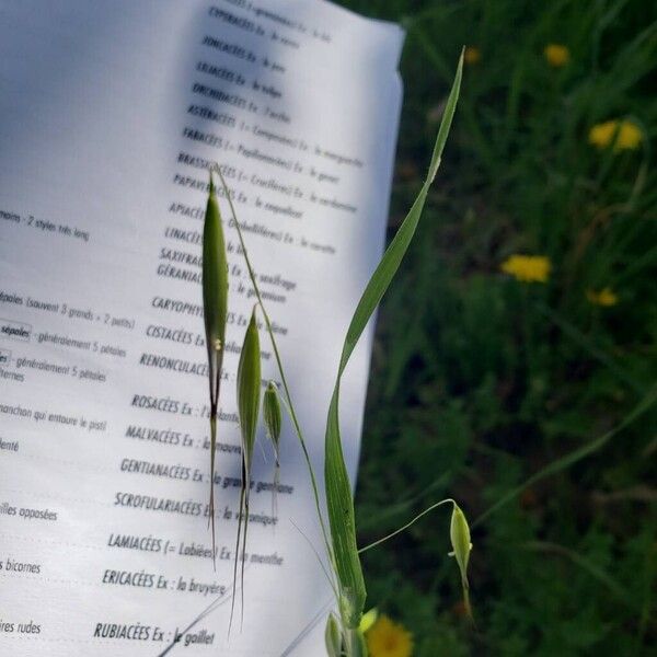 Slender oat (Avena barbata)