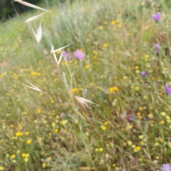 Slender oat (Avena barbata)