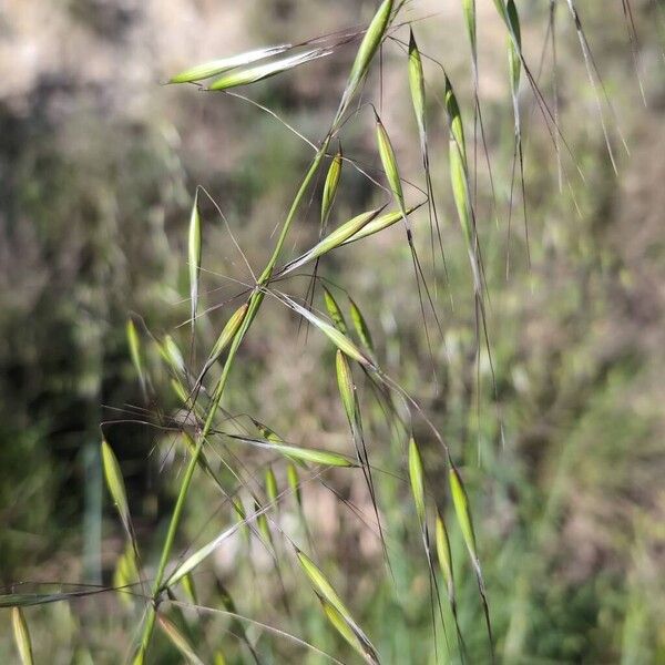 Slender oat (Avena barbata)