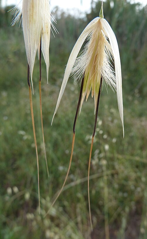 Wild oat: Avena fatua ( Ballueca, Avena loca , ...) : Espiguilla , detalle - La Huerta, Albatera (Alicante, España).