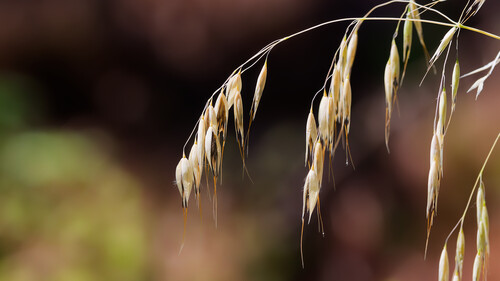 Wild oat (Avena fatua)