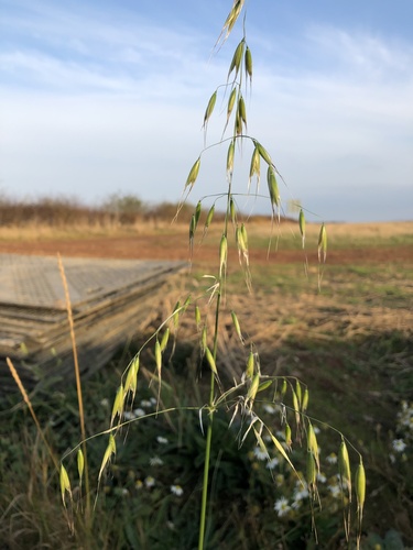 Wild oat (Avena fatua)