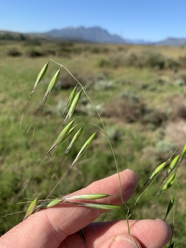 Wild oat (Avena fatua)