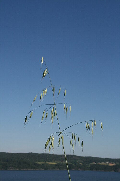 Wild oat: Picture of Avena fatua