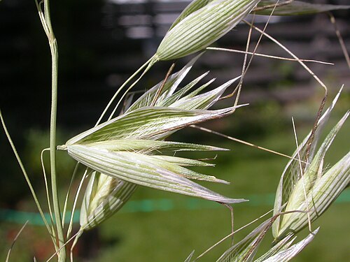 Wild oat: The lemma tips are not distinctly slender in wild oats compared to slender oats (Avena barbata) and the awns are always stout, long, and bent.