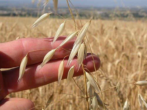 Wild oat: In addition to roadsides, Avena fatua commonly grows in and around cropland settings, such as in this field of wheat. The florets have dispersed and only the fa