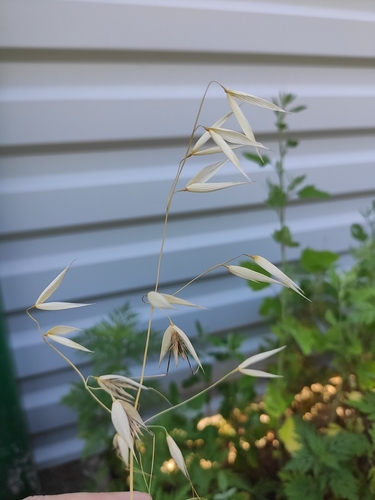 Wild oat (Avena fatua)