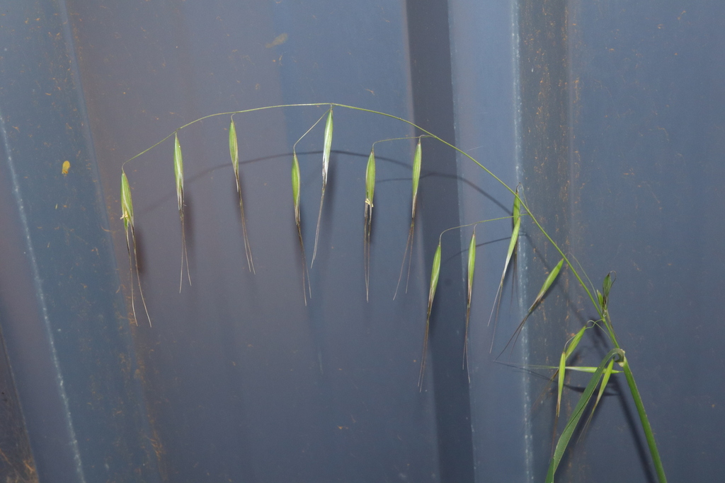 Wild oat (Avena fatua)