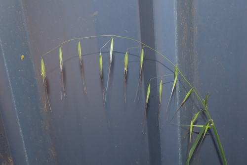 Wild oat (Avena fatua)