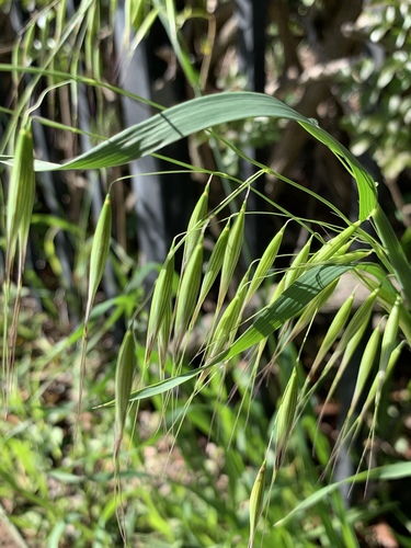 Wild oat (Avena fatua)