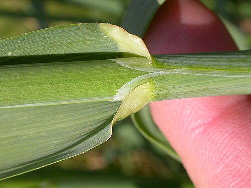 Wild oat: The membranous ligule is so well developed as to be conspicuous from front and side view.