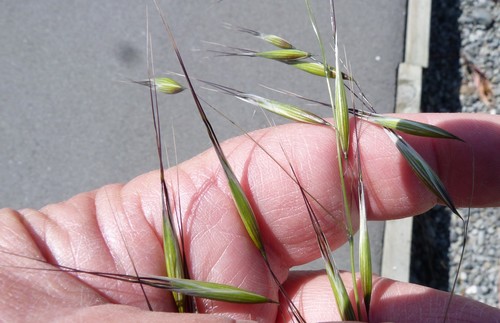 Common oat (Avena sativa)