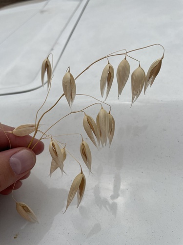 Common oat (Avena sativa)