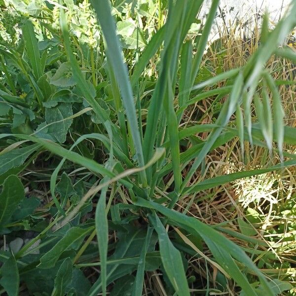Common oat (Avena sativa)