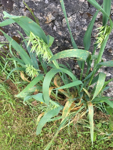 Common oat (Avena sativa)
