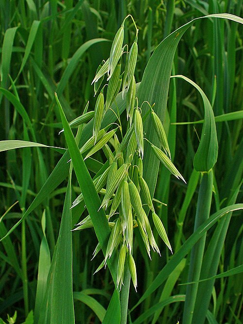 Common oat: Avena sativa , Poaceae, Common Oat, infrutescence; Stutensee, Germany. The fresh aerial parts of the blooming plants are used in homeopathy as remedy: Avena sat