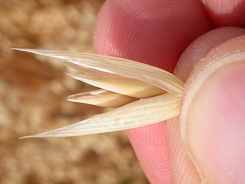 Common oat: The large glumes enveloping 2-4 glabrous and mostly awnless florets characterized the spikelet of cultivated oats.