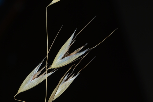 Common oat (Avena sativa)