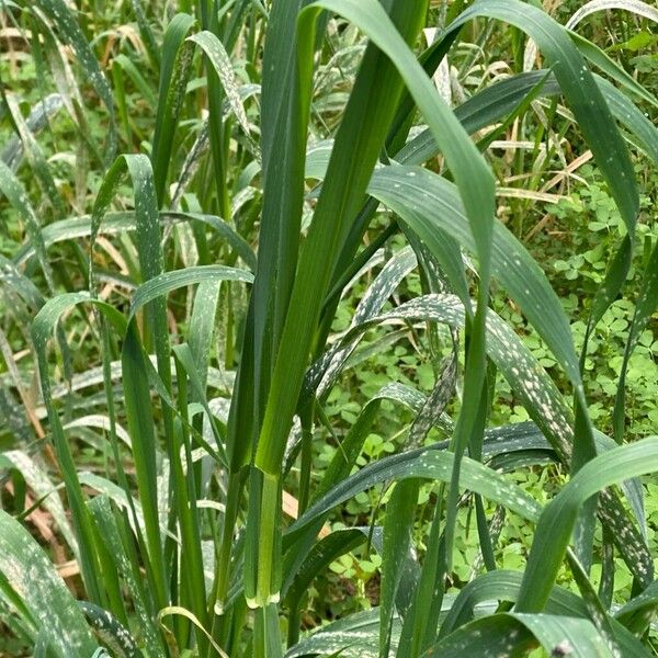 Common oat (Avena sativa)