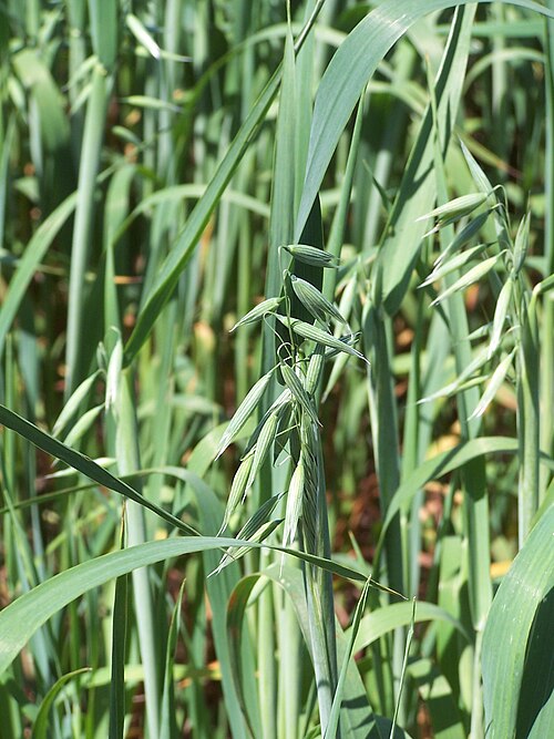 Common oat: Avena sativa L
