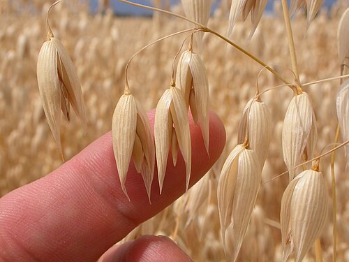 Common oat: The large glumes enveloping 2-4 glabrous and mostly awnless florets characterized the spikelet of cultivated oats.