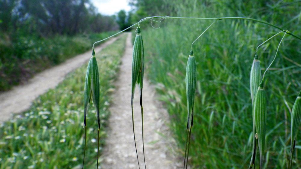 Animated oat: Avena sterilis spikelets