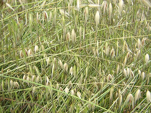 Animated oat: Avena sterilis