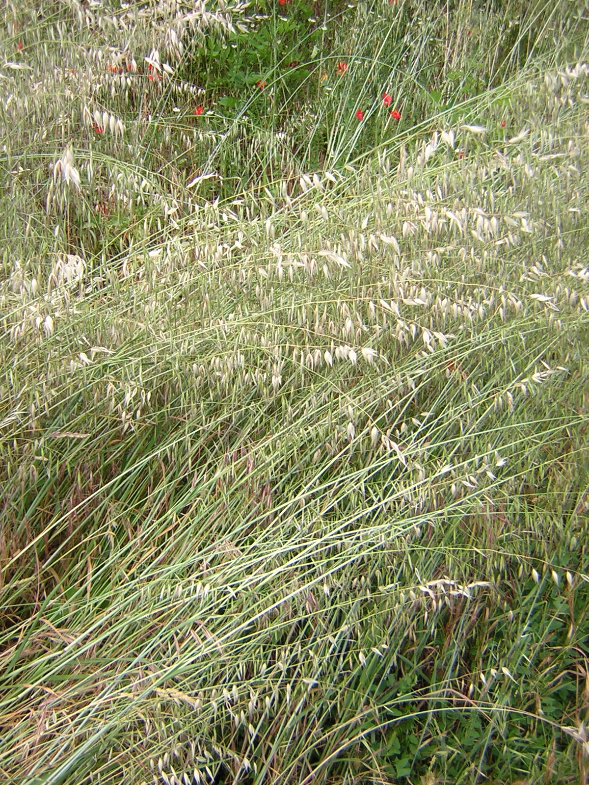 Animated oat: Avena sterilis