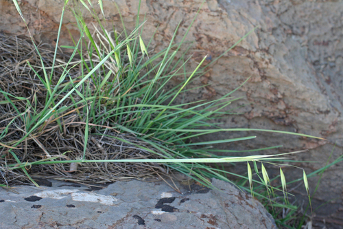 Animated oat (Avena sterilis)