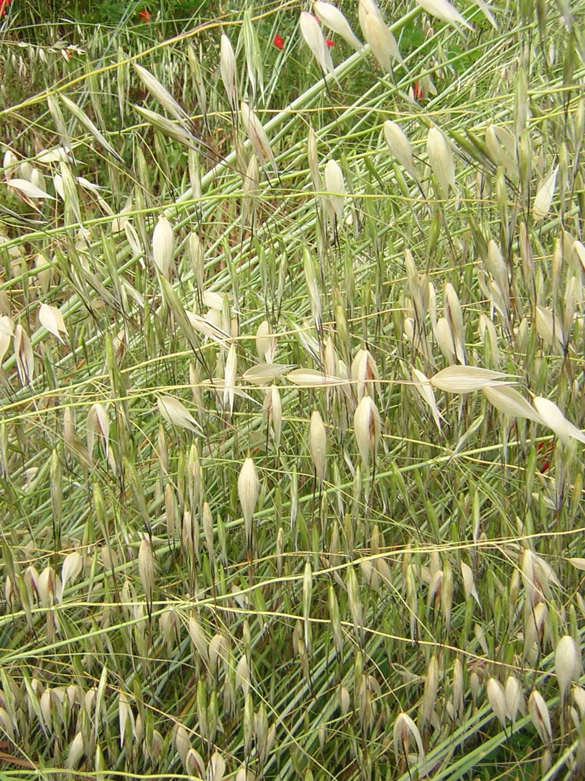 Animated oat: Avena sterilis