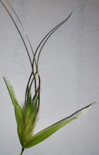 Animated oat (Avena sterilis)