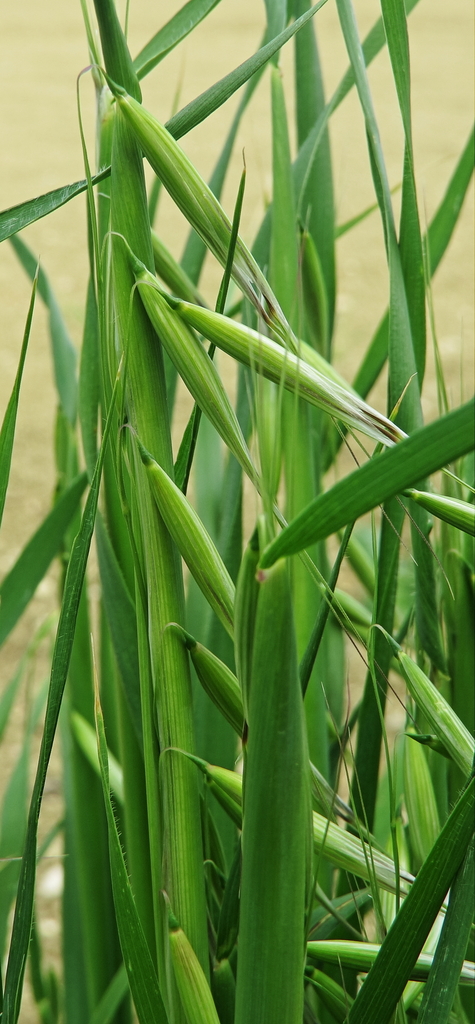 Animated oat (Avena sterilis)