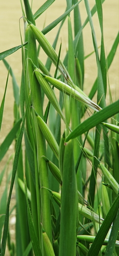 Animated oat (Avena sterilis)