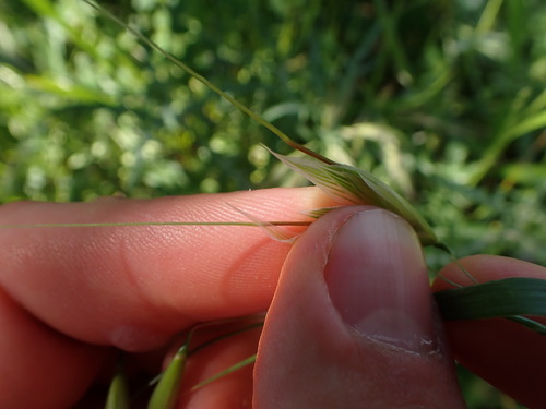 Animated oat (Avena sterilis)