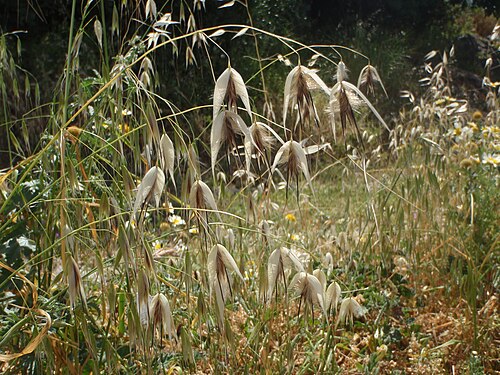 Animated oat: Avena sterilis