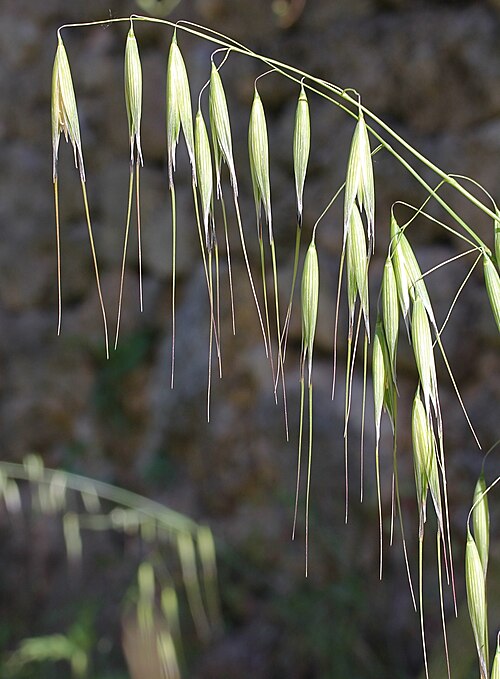 Animated oat: Avena sterilis