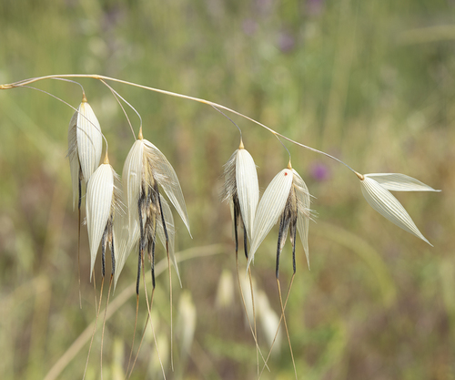 Animated oat (Avena sterilis)