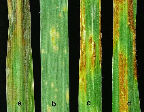 Lopsided oat: Avena strigosa primary leaf infection type (IT) phenotypes inoculated with oat stem rust ( Puccinia graminis f. sp. avenae ) race KBD.
