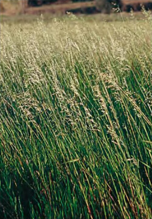 Lopsided oat: Tallos de Avena strigosa .