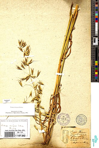 Lopsided oat: Planche de l'herbier de Marie-Anne Libert conservé dans les collections du Jardin botanique de Meise (Belgique).