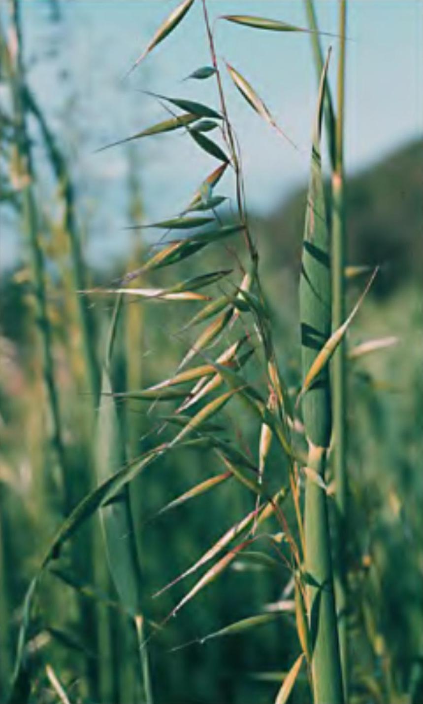 Lopsided oat: Avena strigosa Schreb.