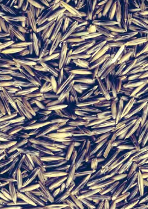 Lopsided oat: Avena strigosa grains.